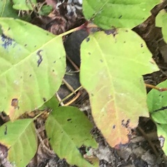 Toxicodendron pubescens