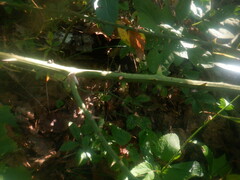 Smilax smallii