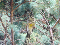 Anthochaera paradoxa