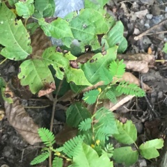 Toxicodendron pubescens