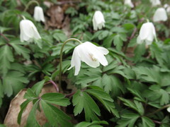 Anemonoides nemorosa