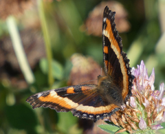 Aglais milberti