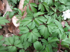 Anemonoides nemorosa