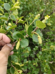 Betula divaricata