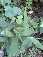 Helianthus microcephalus