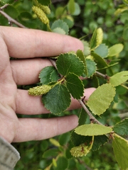 Betula divaricata