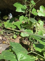 Diplacodes trivialis