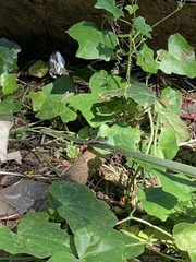 Diplacodes trivialis