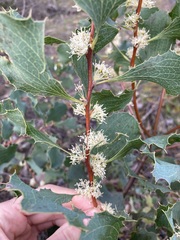 Hakea undulata