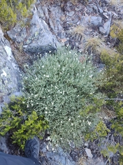 Echinospartum ibericum