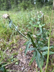 Pterocaulon pycnostachyum