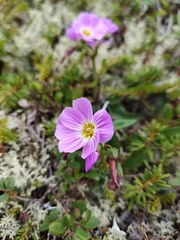 Claytonia acutifolia