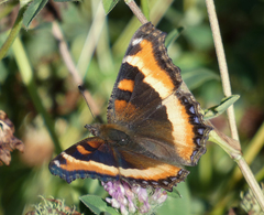 Aglais milberti