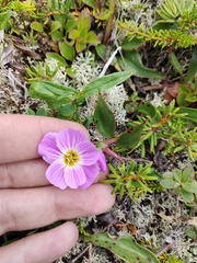 Claytonia acutifolia