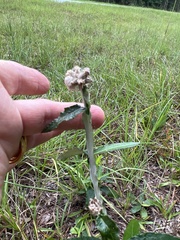 Pterocaulon pycnostachyum