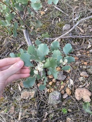 Hakea undulata