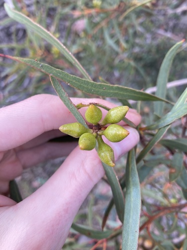 Image of Eucalyptus pachyloma by (c) Thomas Mesaglio, some rights reserved (CC BY)