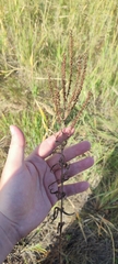 Veronica spuria