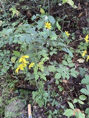 Helianthus microcephalus