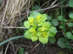Chrysosplenium alternifolium