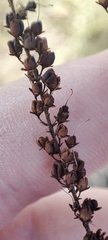 Veronica spuria