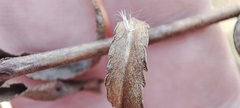 Veronica spuria