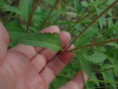 Heliopsis