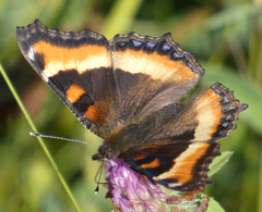 Aglais milberti