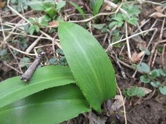 Allium ursinum