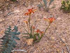 Anigozanthos humilis