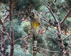 Anthochaera paradoxa