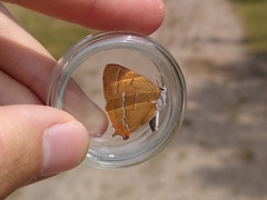 Thecla betulae