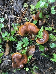 Boletinellus merulioides