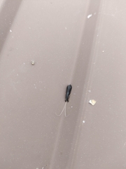 Mystacides sepulchralis