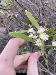 Hakea ambigua