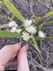 Hakea ambigua