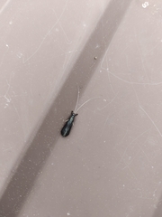 Mystacides sepulchralis