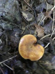 Boletinellus merulioides