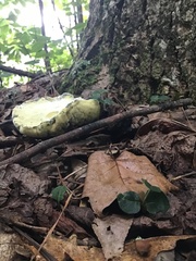 Rigidoporus populinus