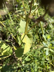 Parthenium integrifolium