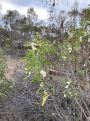 Hakea ambigua