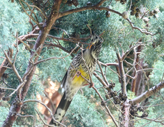 Anthochaera paradoxa