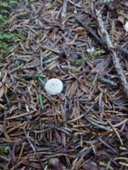 Marasmius capillaris