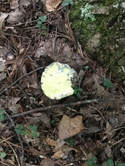 Rigidoporus populinus