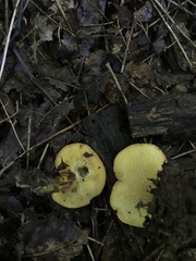 Boletinellus merulioides