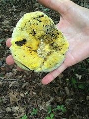 Rigidoporus populinus