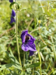 Aconitum delphiniifolium