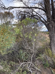 Hakea ambigua
