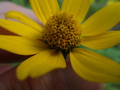 Heliopsis