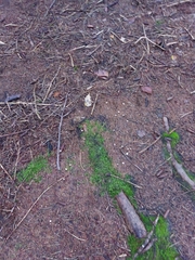 Marasmius capillaris